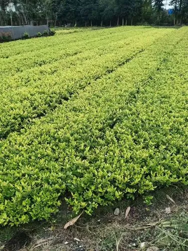 四川省绿化工程质量规范